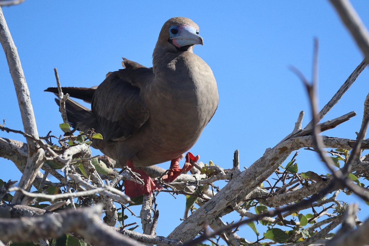 Fou à pieds rouges - ML622049082