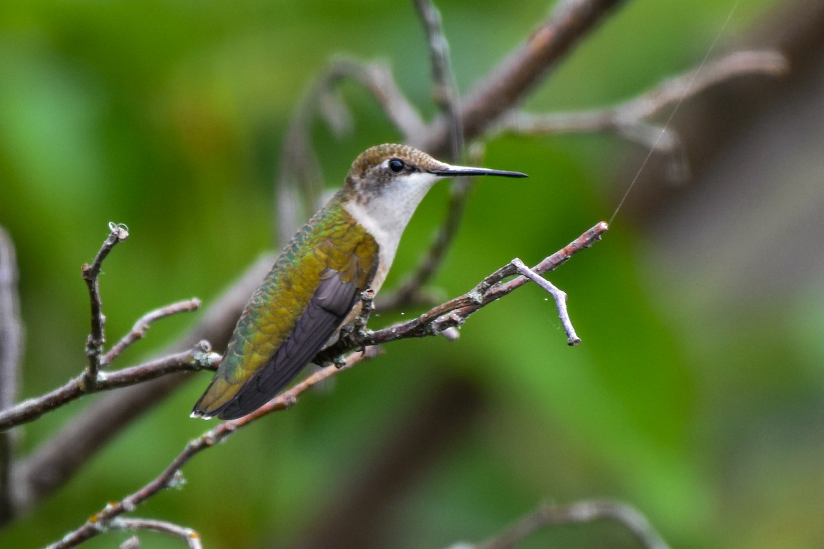 Ruby-throated Hummingbird - ML622049085