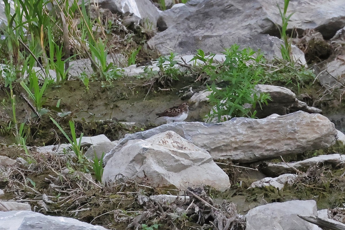 Least Sandpiper - ML622049086