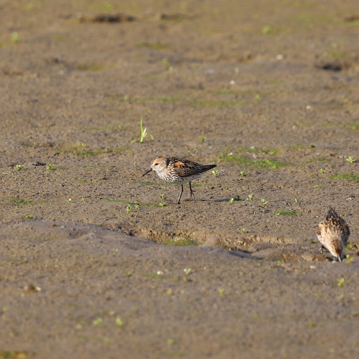 Western Sandpiper - ML622049087