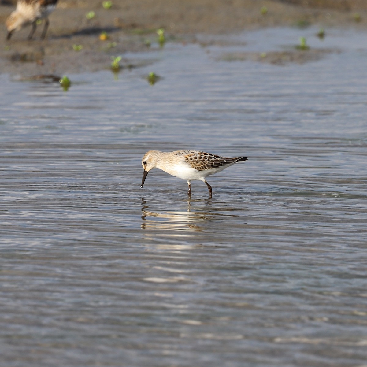 Western Sandpiper - ML622049088