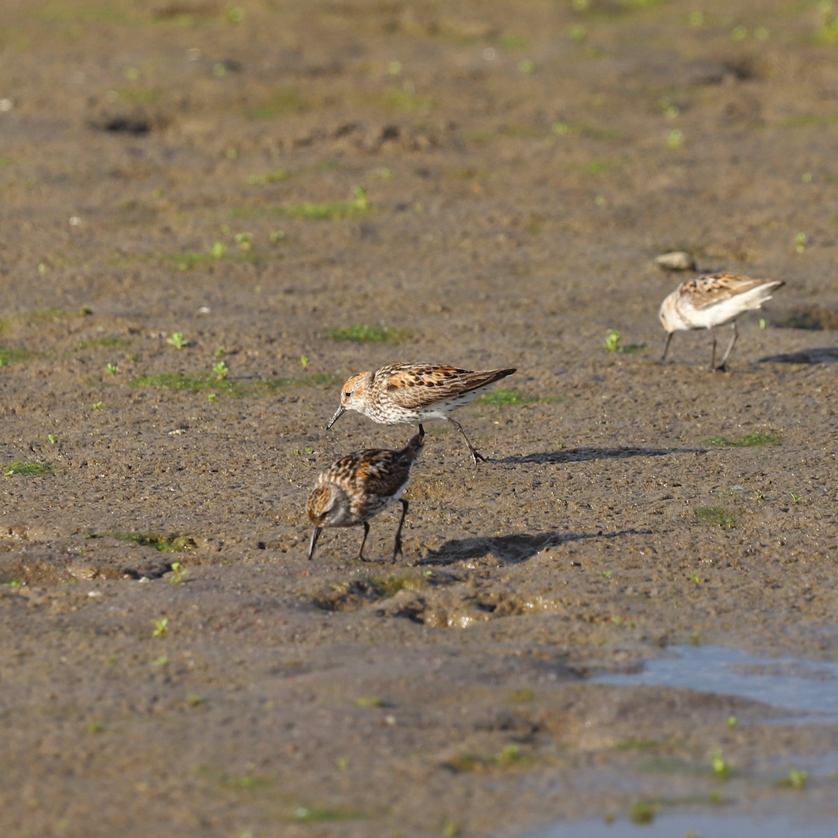 Western Sandpiper - ML622049089