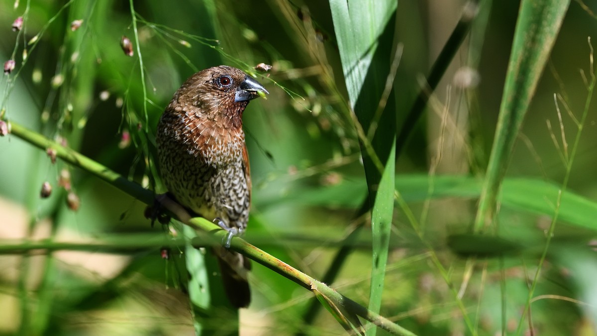 Scaly-breasted Munia - ML622049090