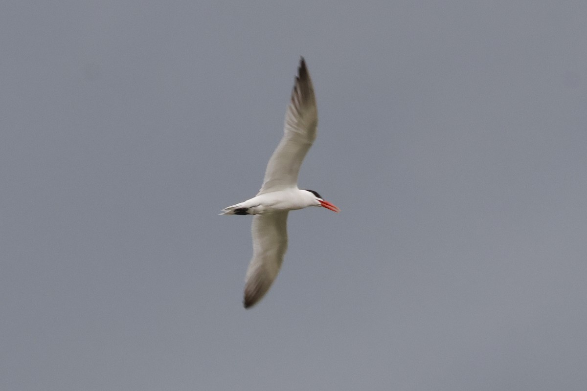 Caspian Tern - ML622049091