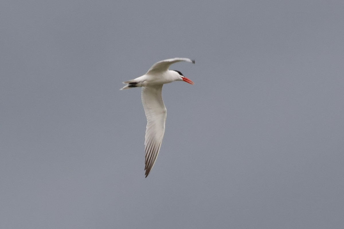 Caspian Tern - ML622049092