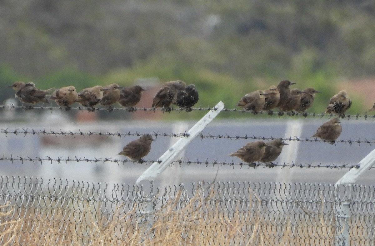 European Starling - ML622049093