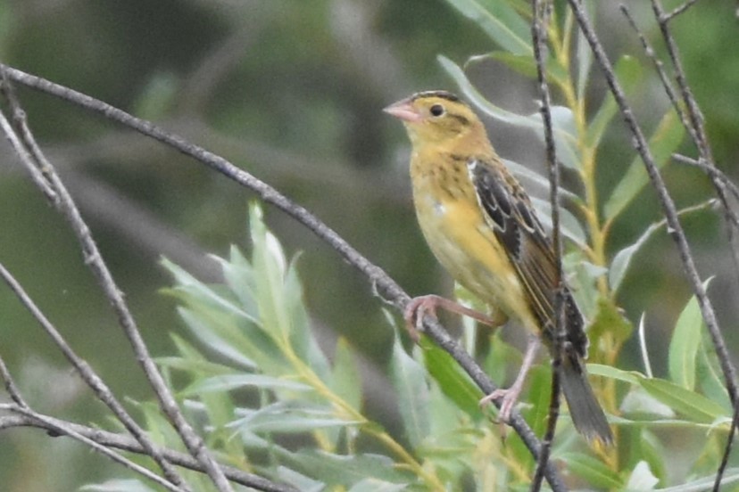 bobolink americký - ML622049096