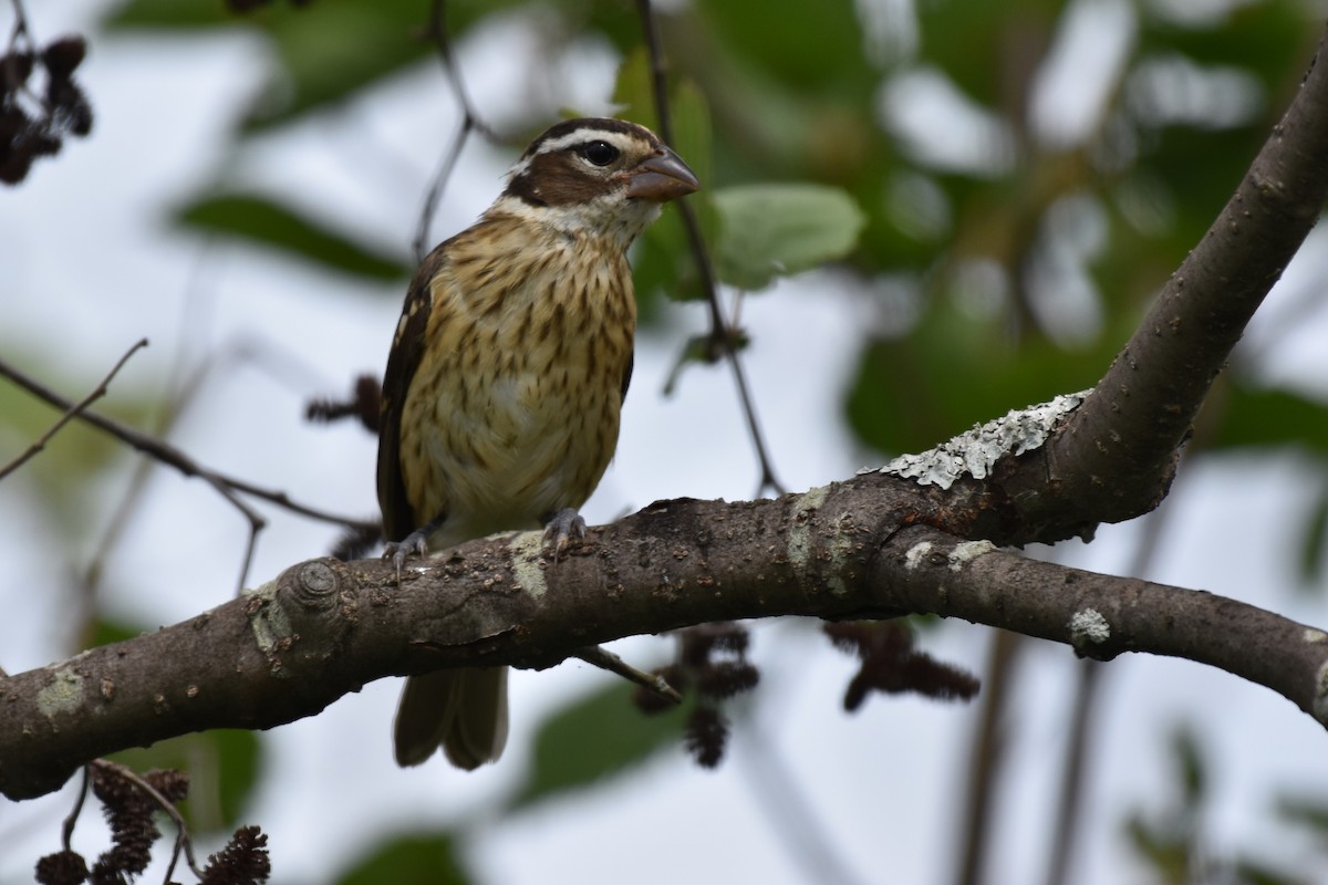 Rose-breasted Grosbeak - ML622049098