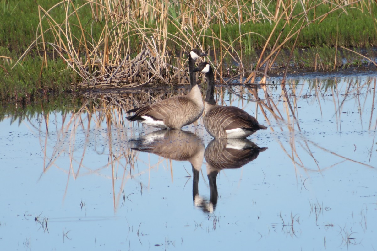 Canada Goose - Judy  Cagle