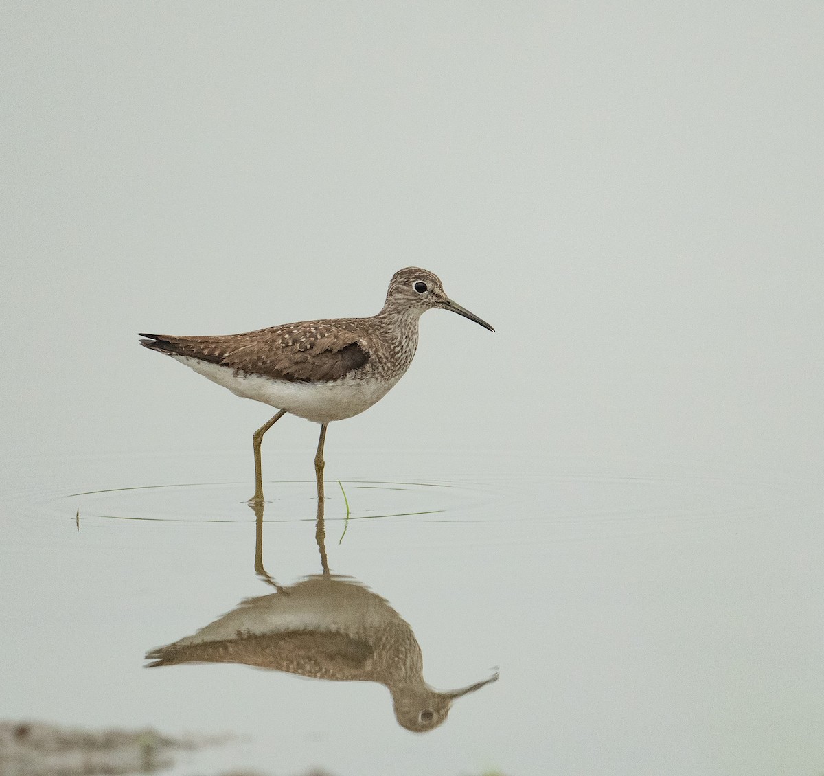 Solitary Sandpiper - Brian Zylich