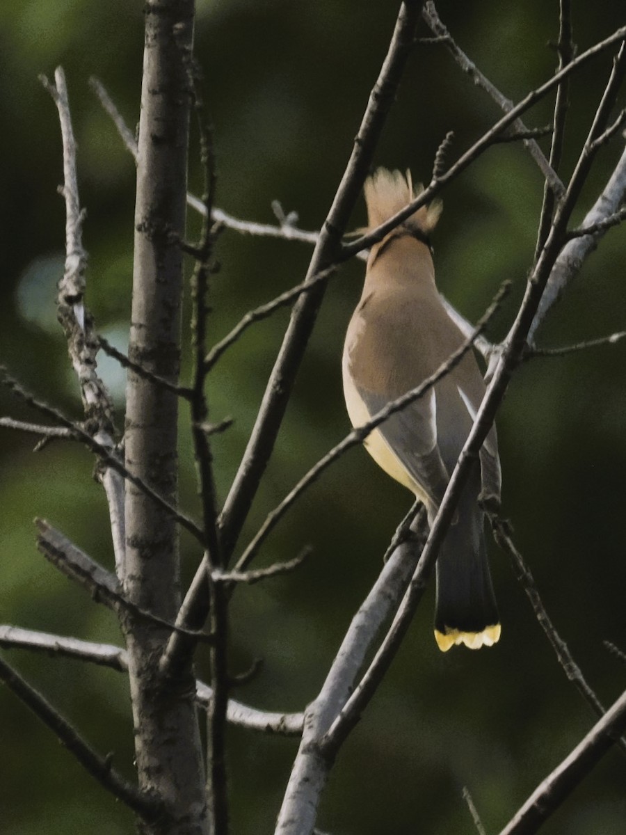 Cedar Waxwing - Gervais Henley