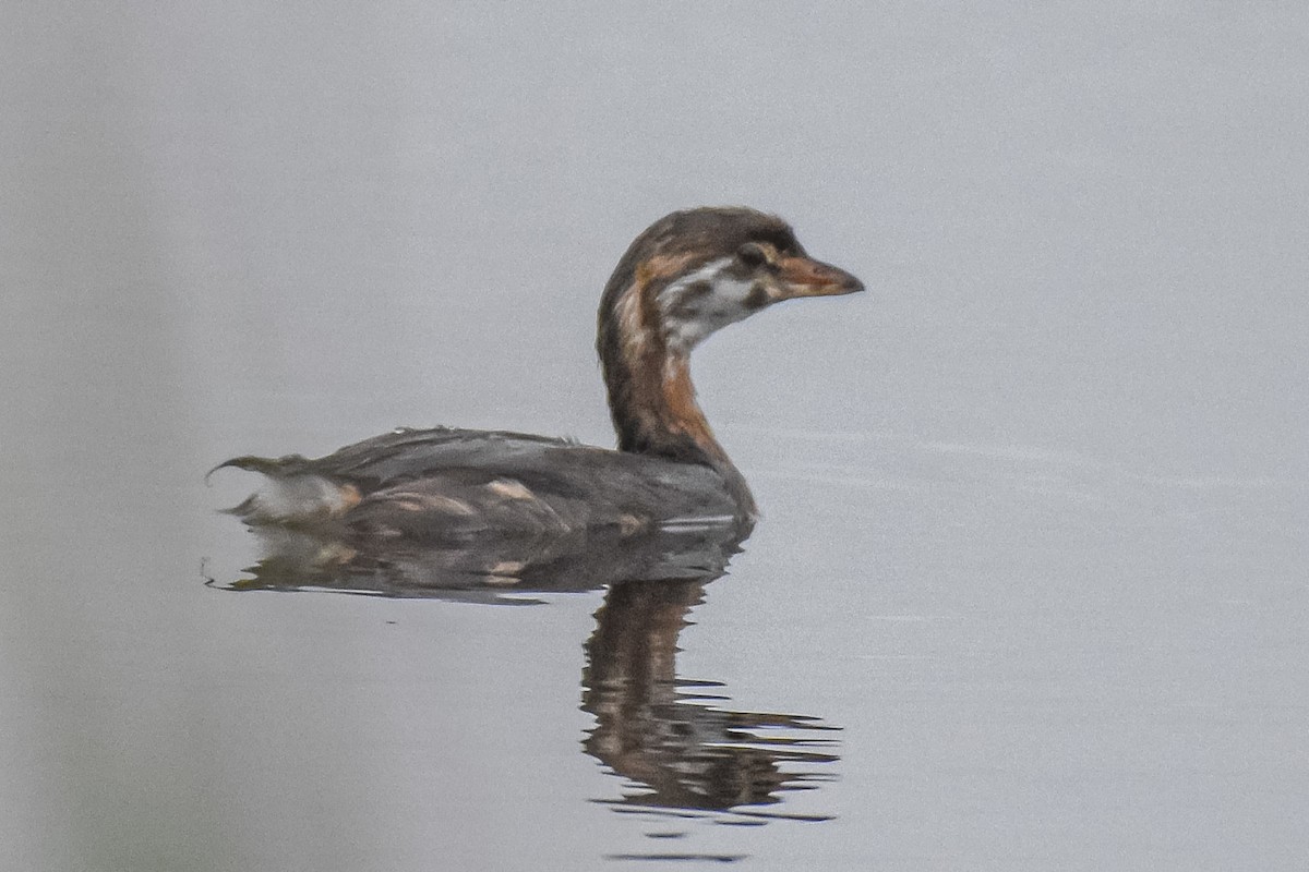 Pied-billed Grebe - ML622049136