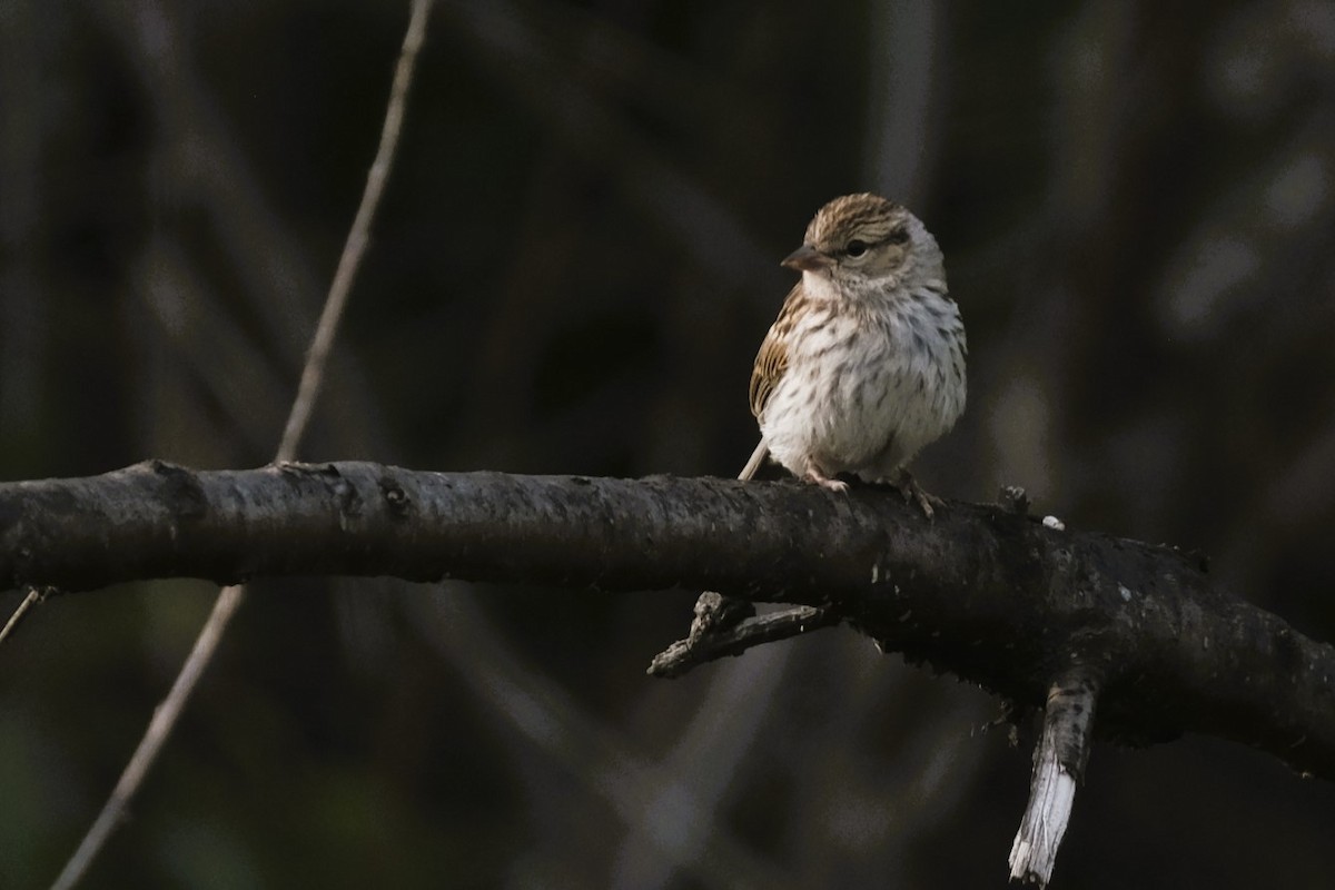 Purple Finch - ML622049140