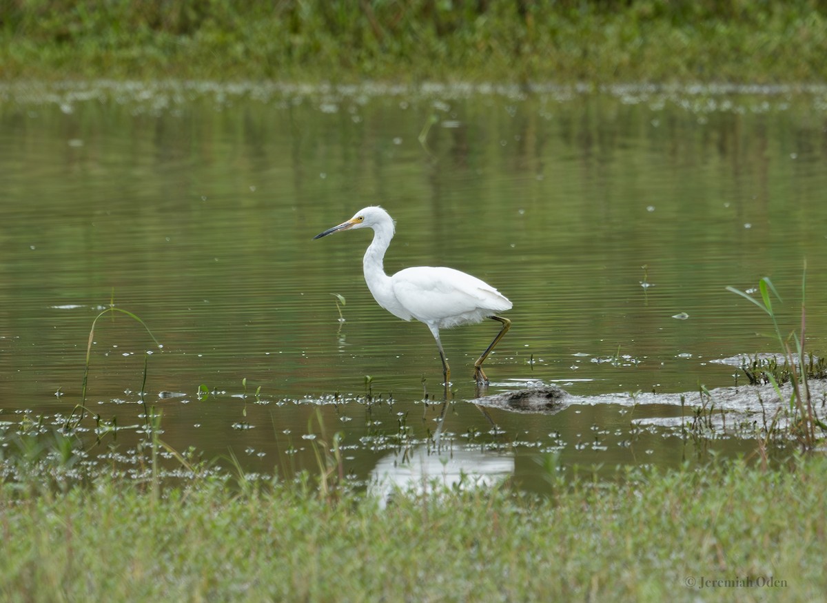 Snowy Egret - ML622049142