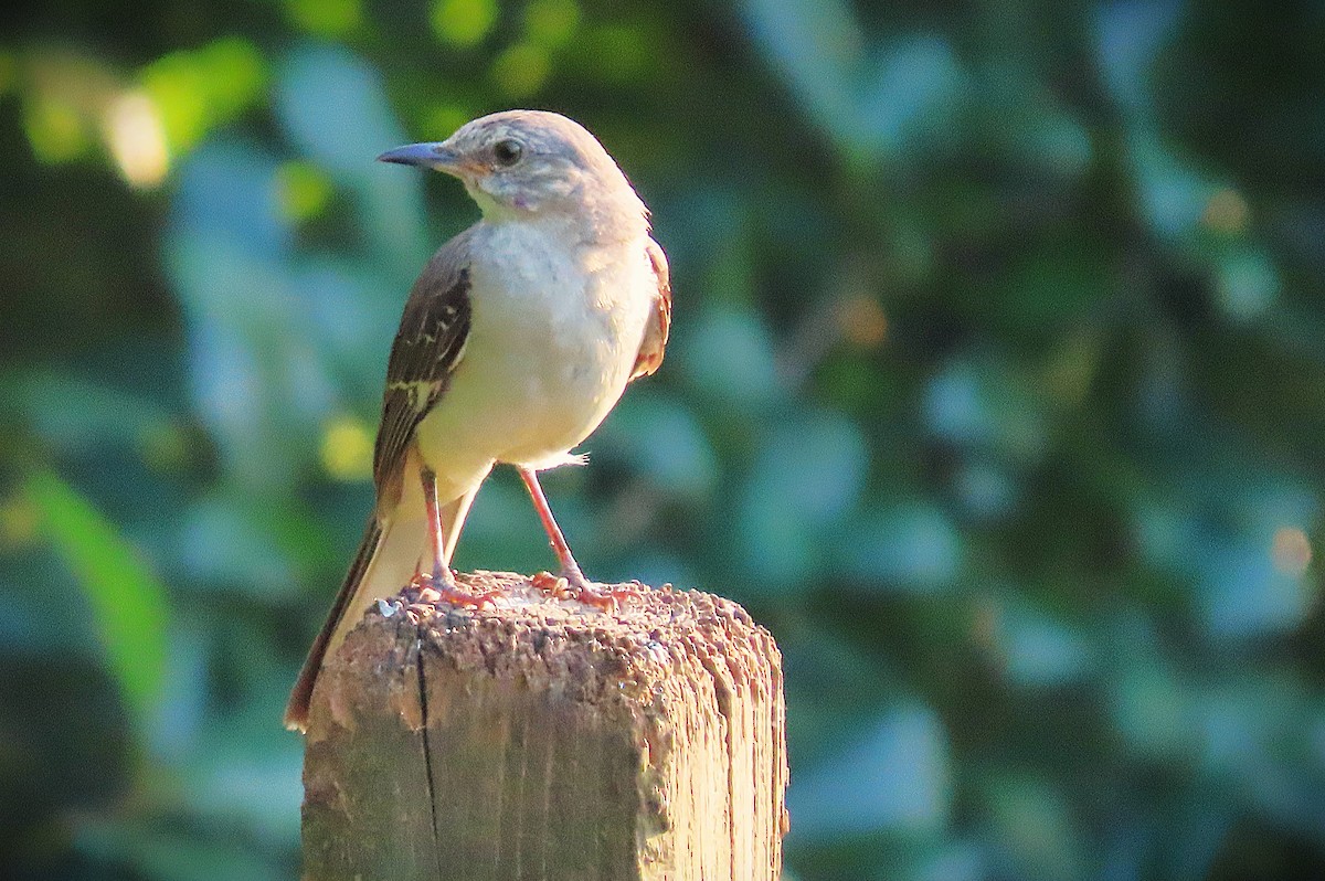 Northern Mockingbird - ML622049143