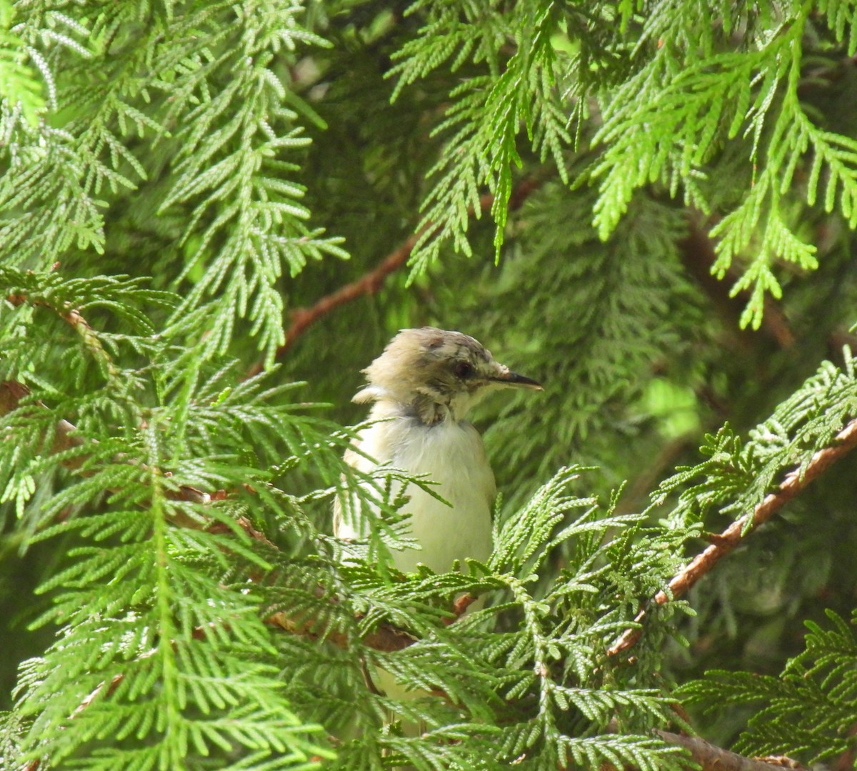 Red-eyed Vireo - ML622049149