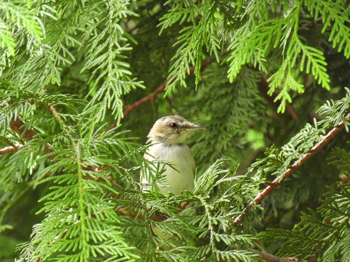 Red-eyed Vireo - ML622049150