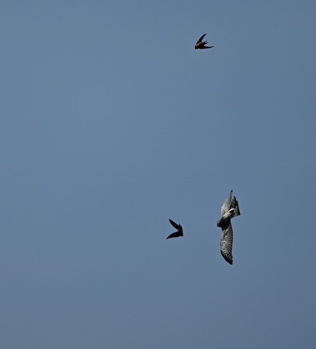 Accipiter sp. - Jeff Oaks