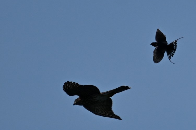 Accipiter sp. - ML622049153