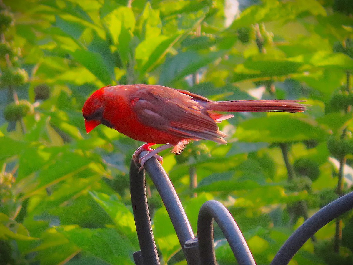 Northern Cardinal - ML622049154