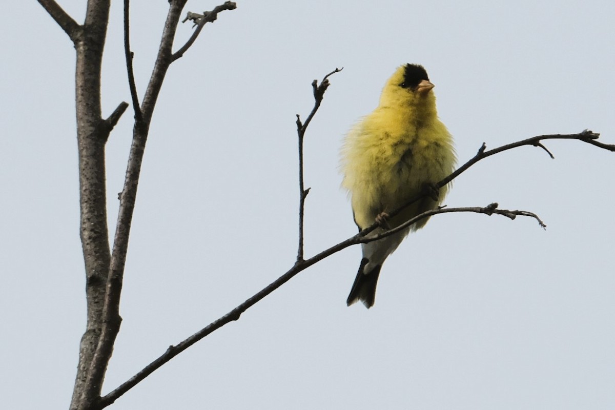 American Goldfinch - ML622049156