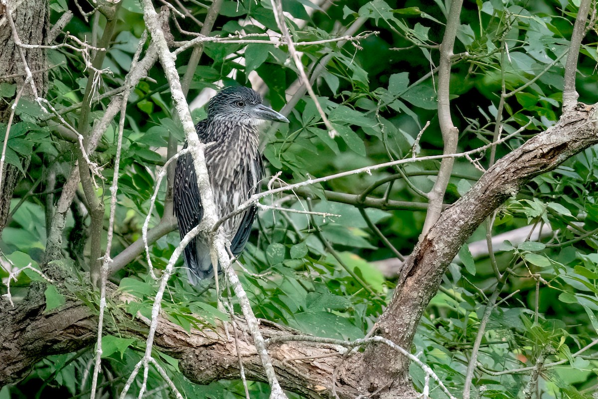 Yellow-crowned Night Heron - ML622049157