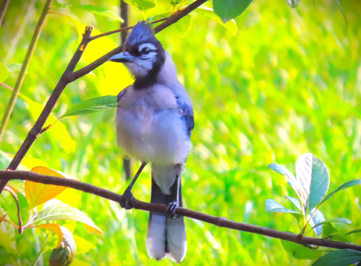 Blue Jay - ML622049159