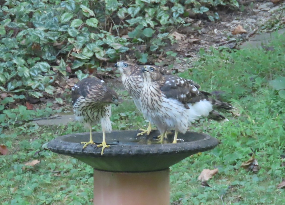 Cooper's Hawk - ML622049160