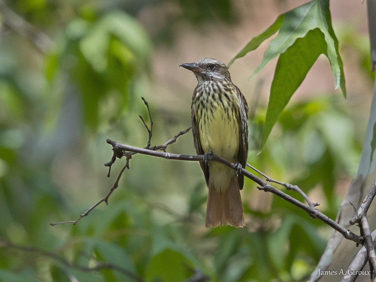 Sulphur-bellied Flycatcher - ML622049161