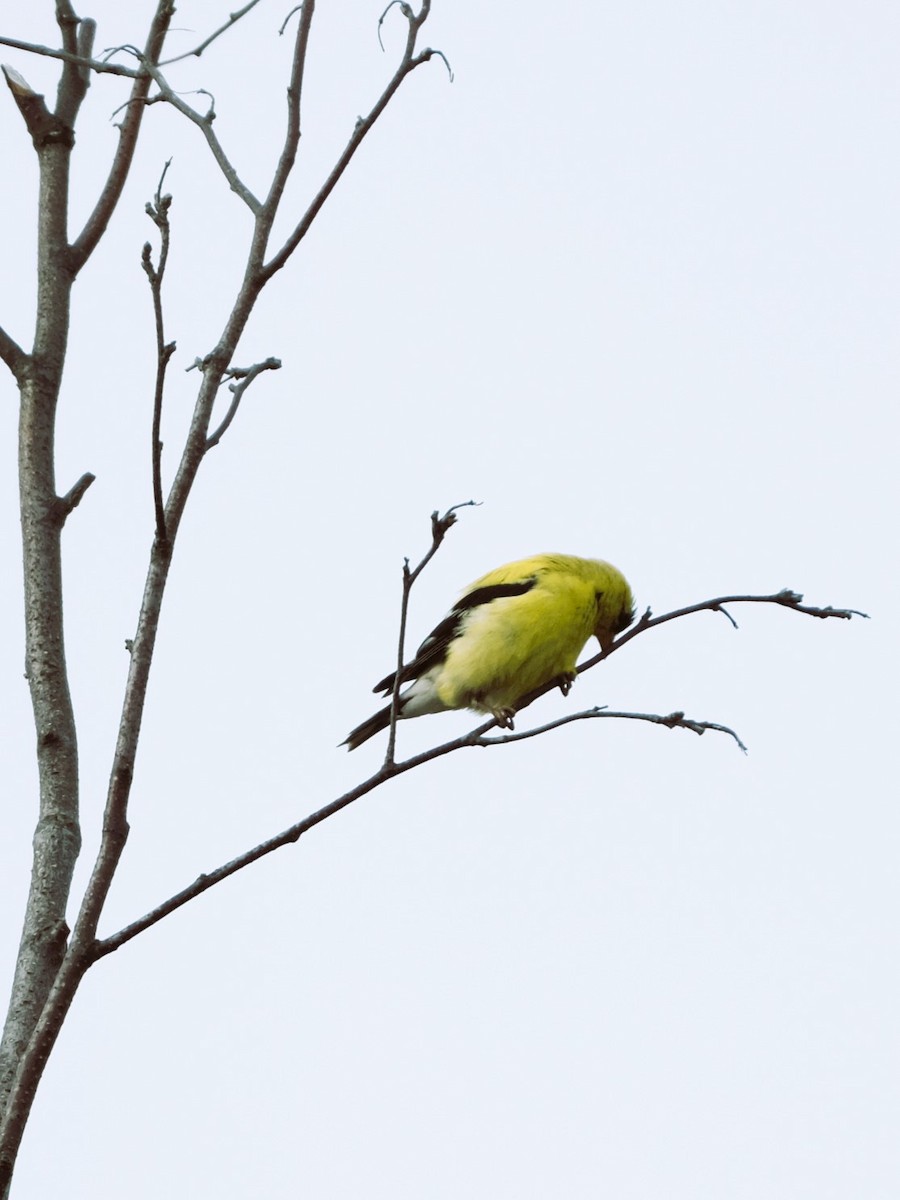 American Goldfinch - ML622049162