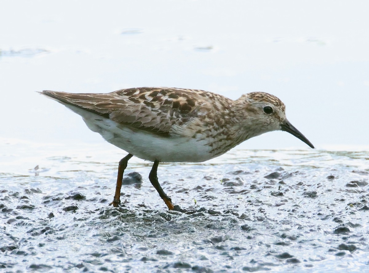 Least Sandpiper - ML622049163