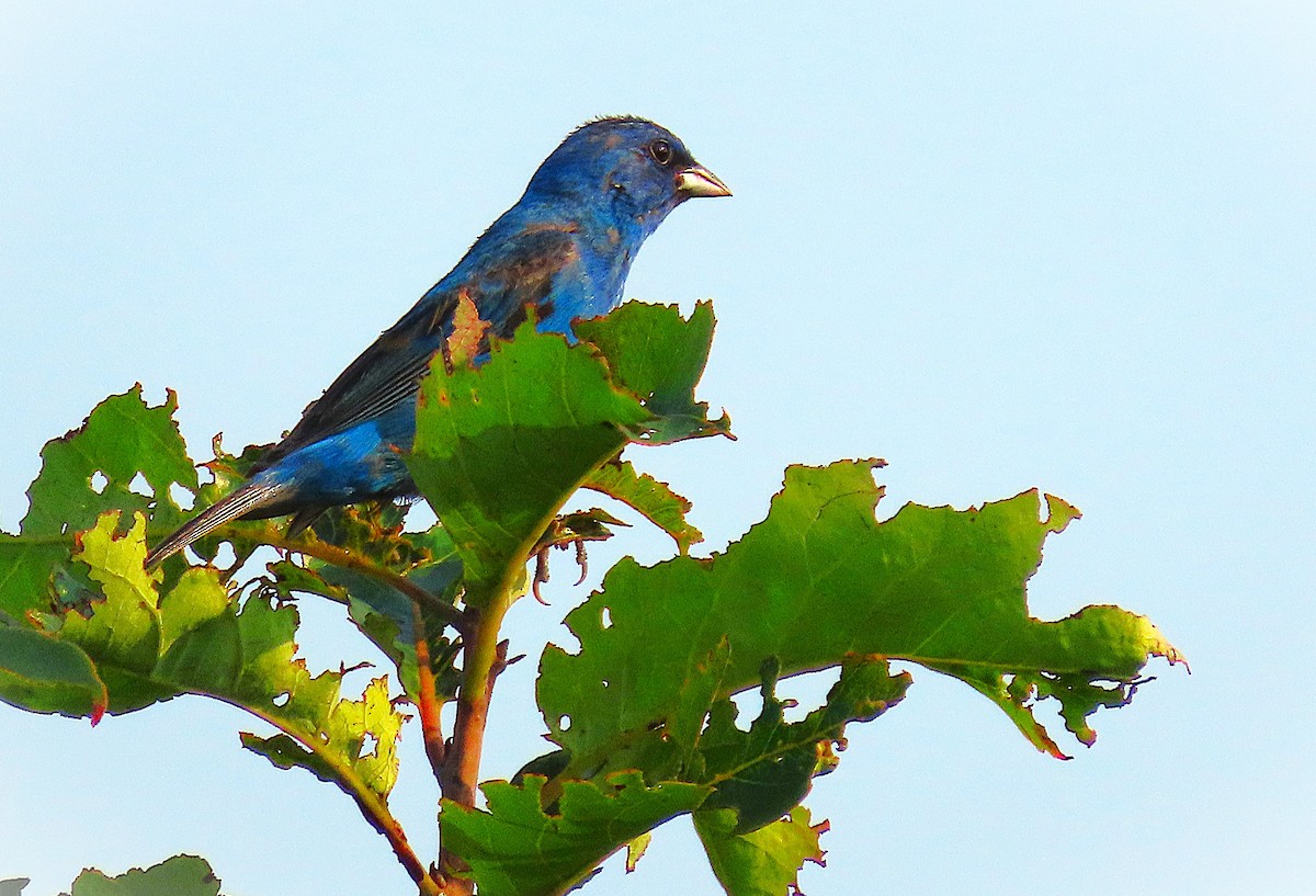 Indigo Bunting - ML622049164