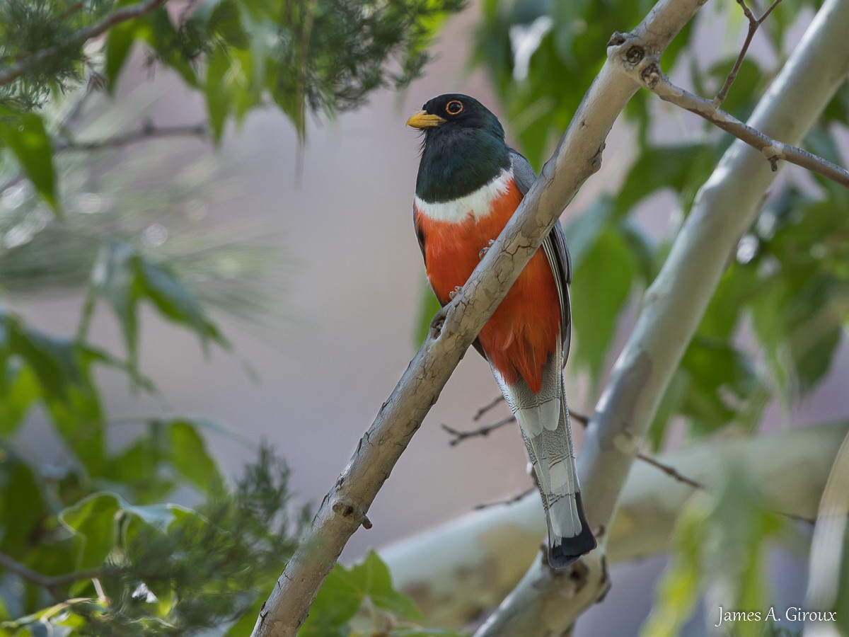 Elegant Trogon - ML622049165