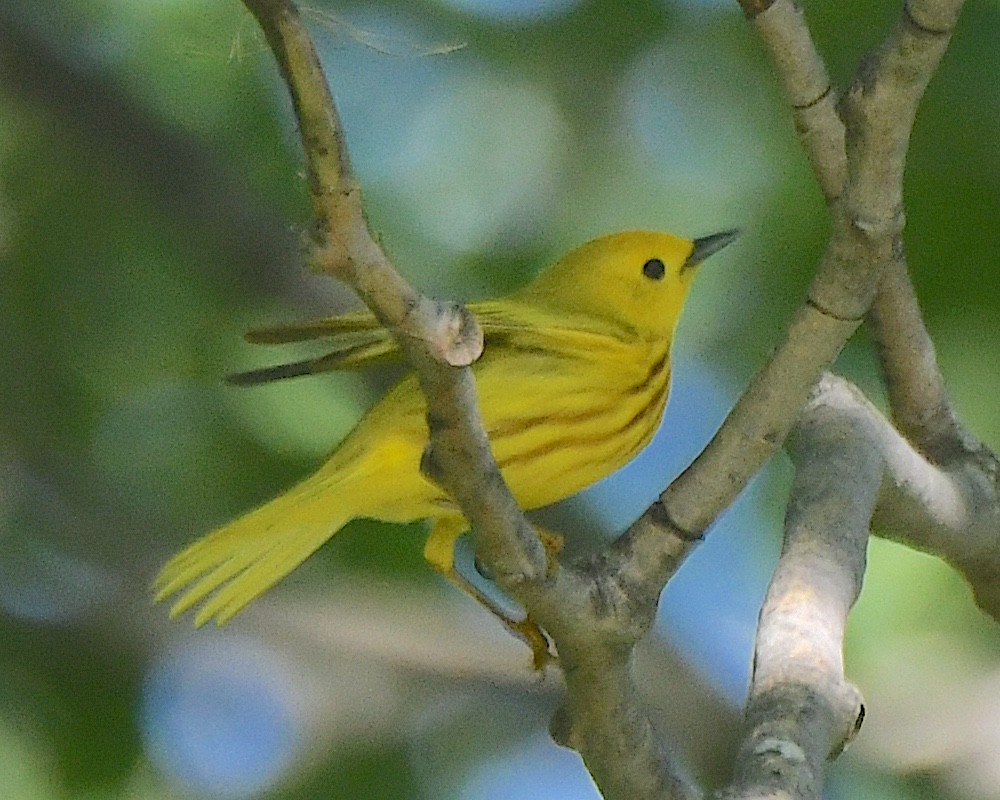 Yellow Warbler - ML622049166