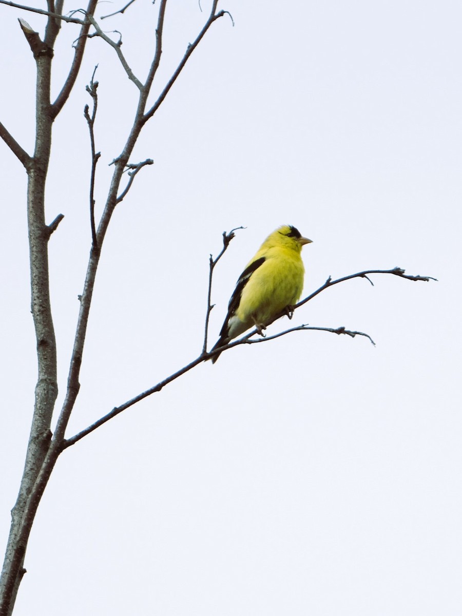 American Goldfinch - ML622049167