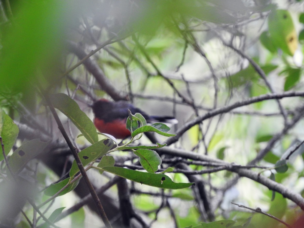 Slate-throated Redstart - ML622049168