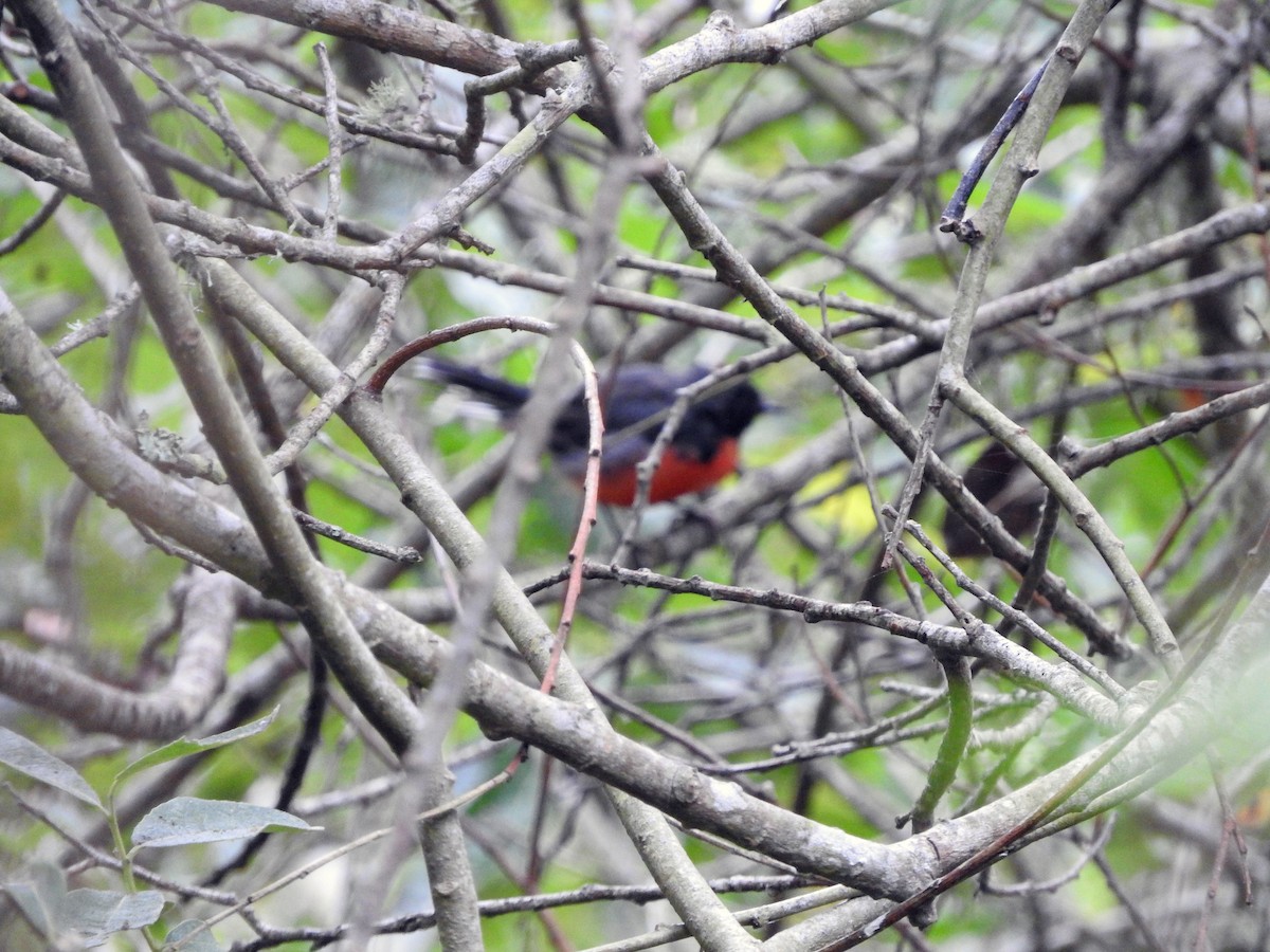 Slate-throated Redstart - Denise & David Hamilton