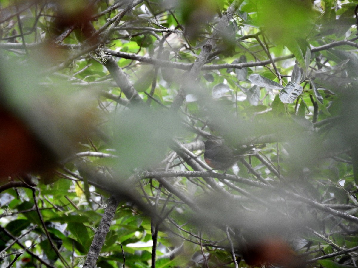 Slate-throated Redstart - ML622049170