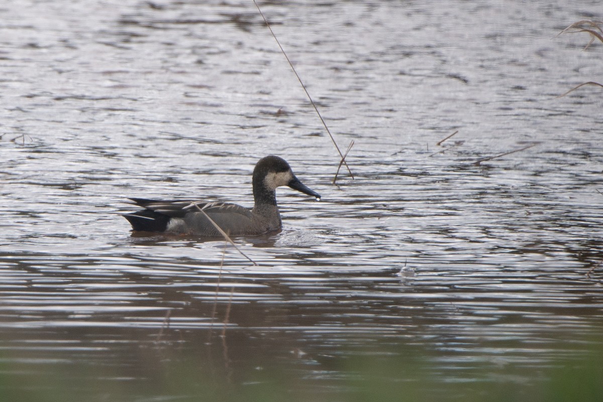 Gadwall x Northern Pintail (hybrid) - ML622049171