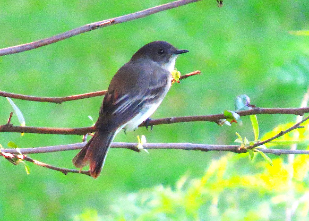 Eastern Phoebe - ML622049172