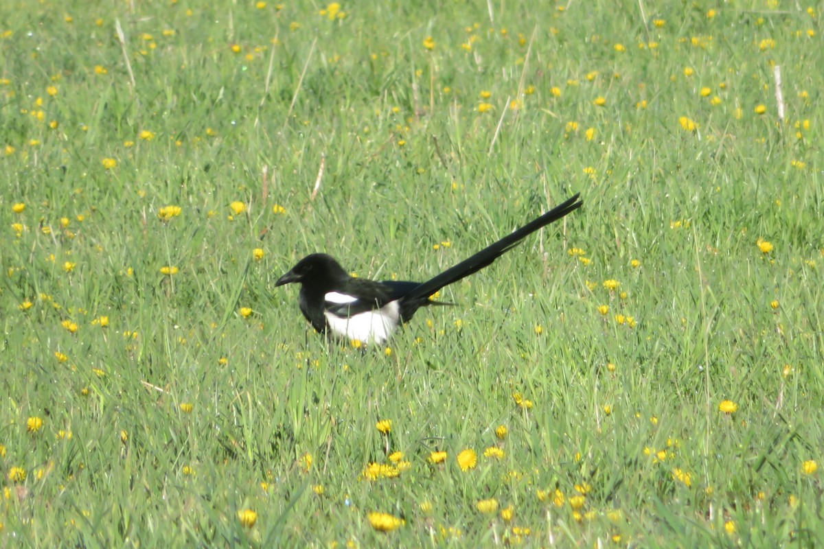 Black-billed Magpie - ML622049173