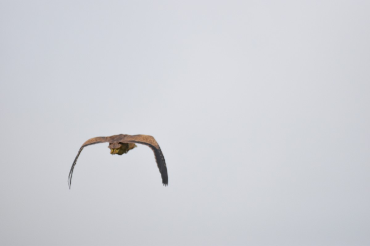 American Bittern - ML622049174