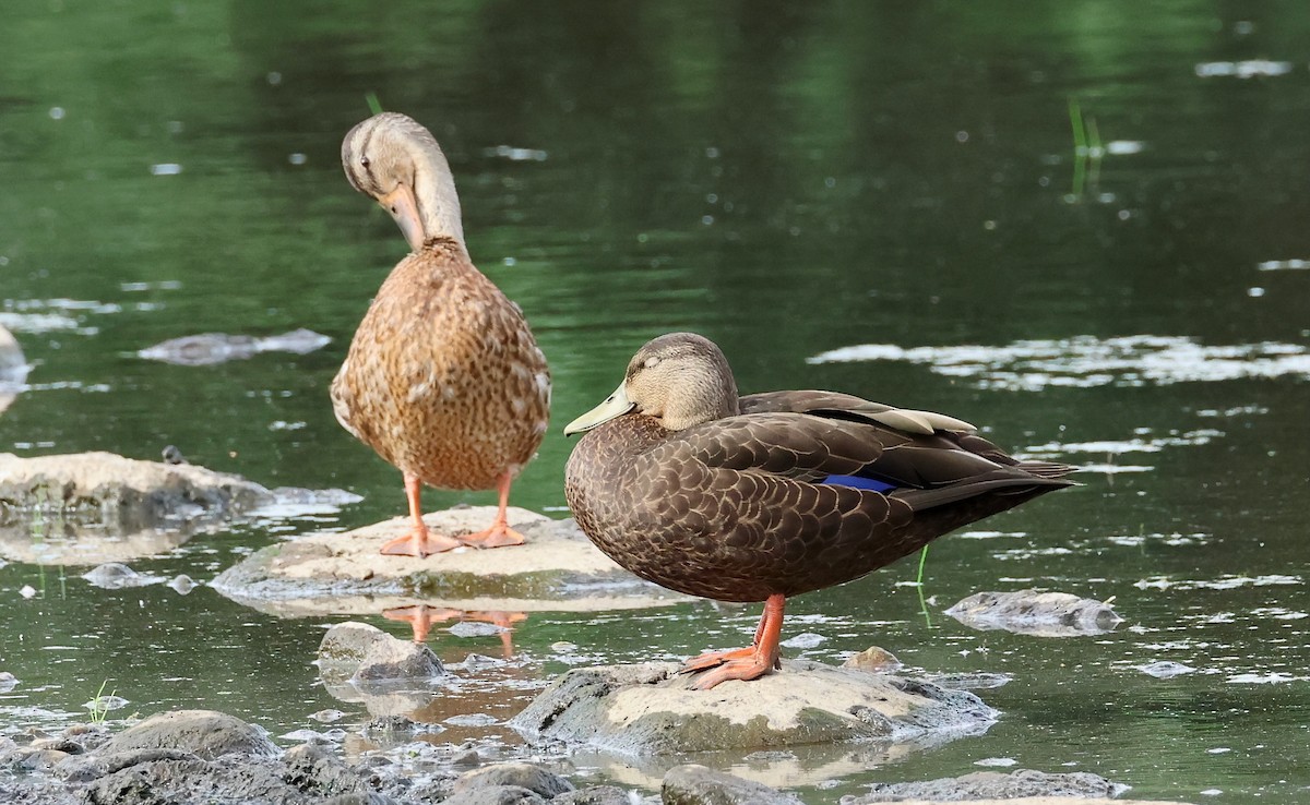 American Black Duck - ML622049175