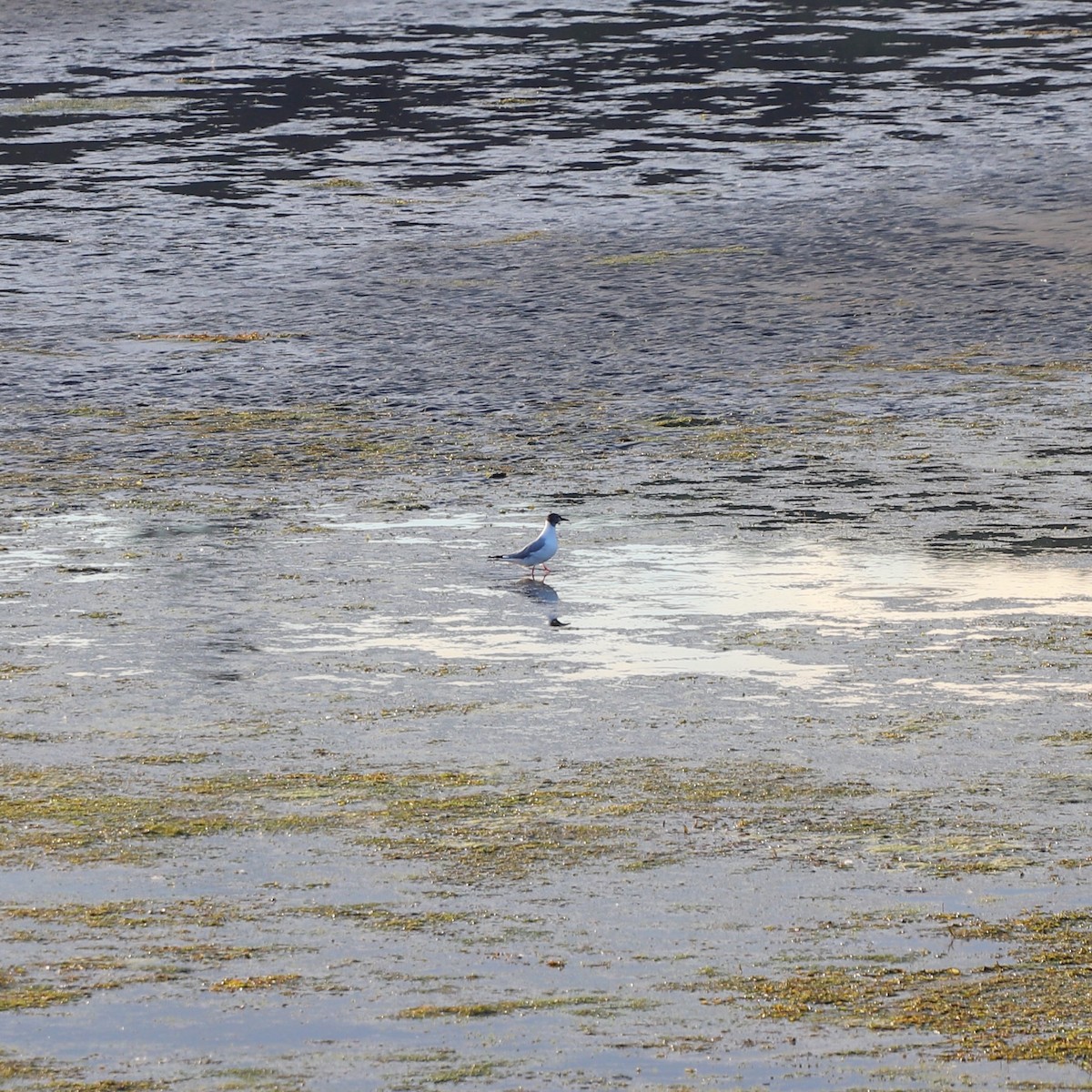 Bonaparte's Gull - ML622049176