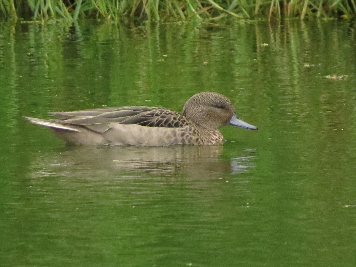 Andean Teal - ML622049177