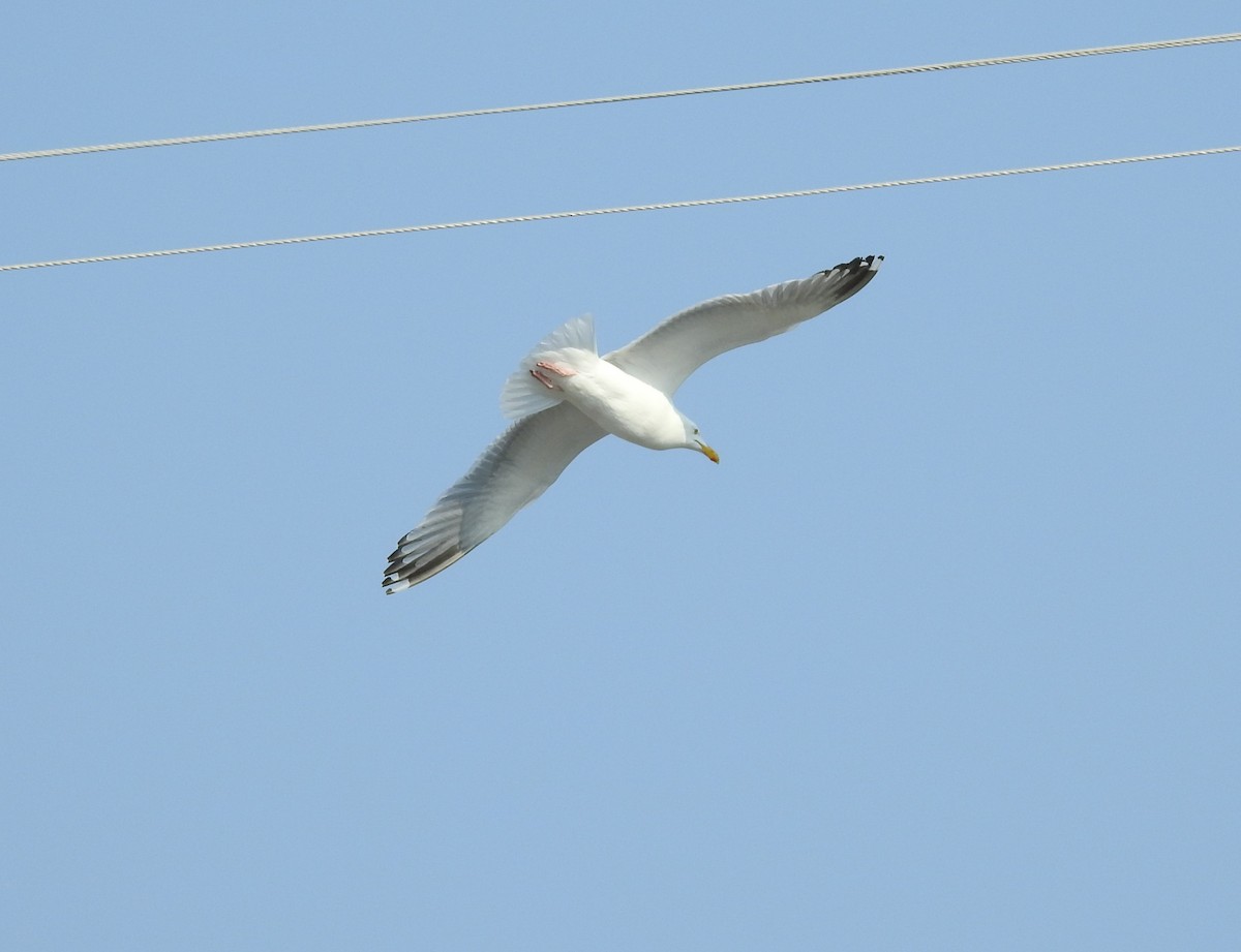 Herring Gull - Brent Murphy