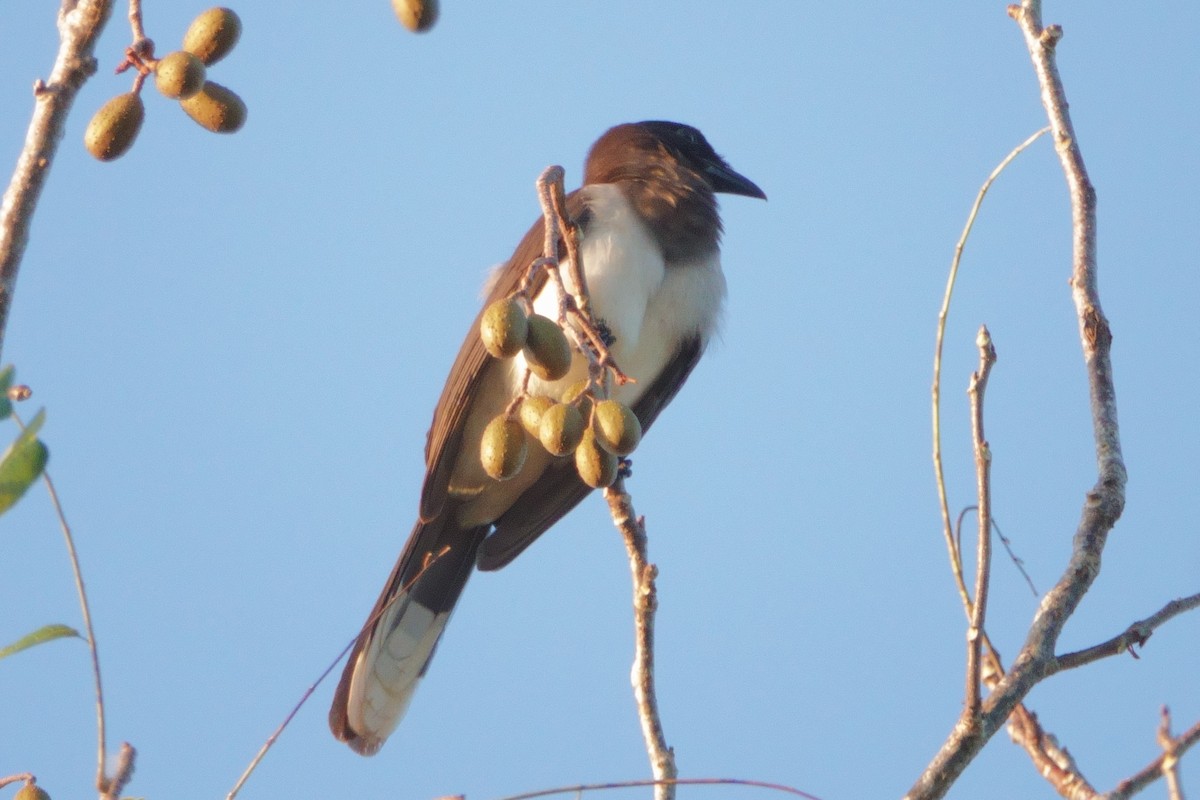 Brown Jay - ML622049179