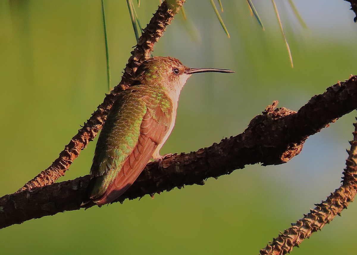 Ruby-throated Hummingbird - ML622049180