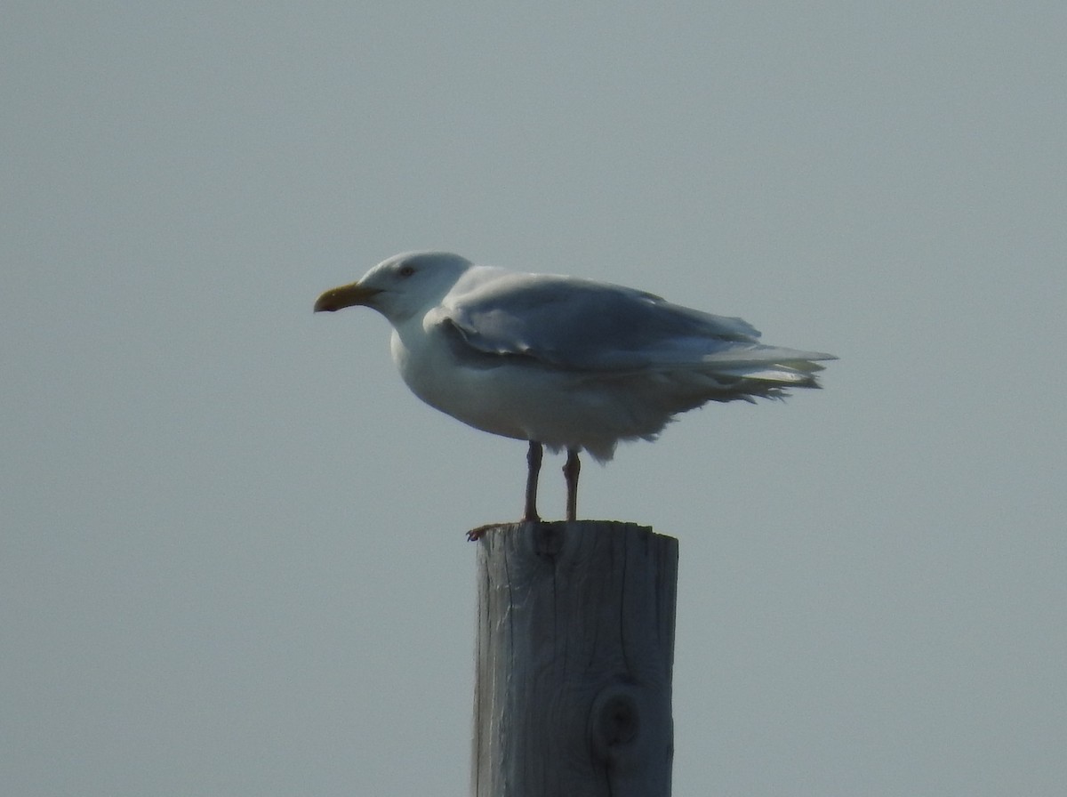 Glaucous Gull - Brent Murphy