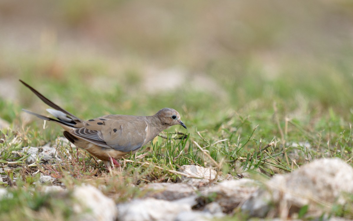 Mourning Dove - ML622049183